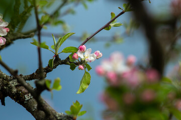 Pink flowers on a branch of a blossoming apple tree.