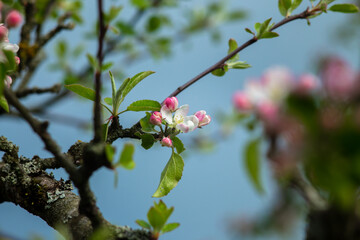 Pink flowers on a branch of a blossoming apple tree.