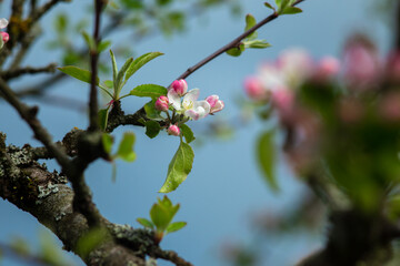 Pink flowers on a branch of a blossoming apple tree.