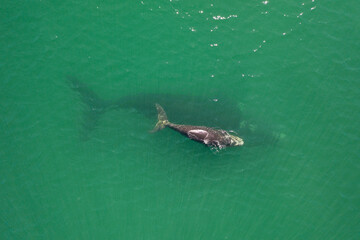 Overhead aerial view of a Southern Right Whale mom and her newborn calf off the coast of South Africa. 