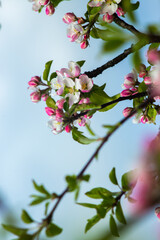 Obraz premium Pink flowers on a branch of a blossoming apple tree.