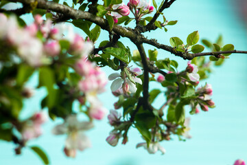 Pink flowers on a branch of a blossoming apple tree.