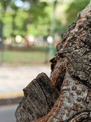 old wooden fence