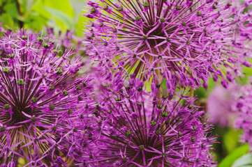 purple decorative bow, pinball wizard for background