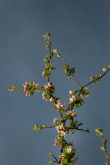 Pink flowers on a branch of a blossoming apple tree.
