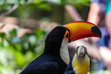 toucan in the park