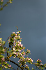 Pink flowers on a branch of a blossoming apple tree.