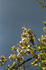 Pink flowers on a branch of a blossoming apple tree.