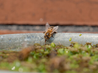 Honey Bee Drinking Alone
