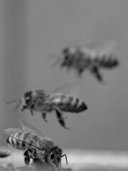 Honey Bee Drinking with Friends