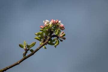 Pink flowers on a branch of a blossoming apple tree.
