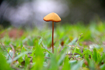 mushroom