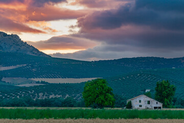 Country house surrounded by crops and with a dramatic sky