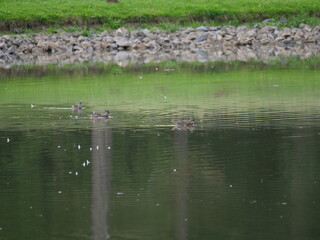 Obraz na płótnie Canvas Duck on a lake 