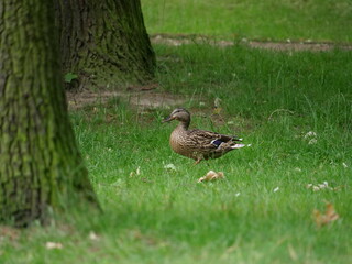 Duck in front of a tree