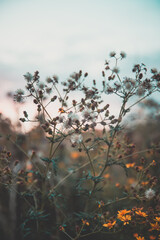sunset in the autumn