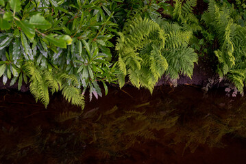 Ferns on the river bank
