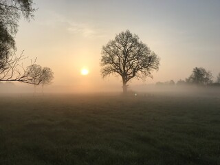 Obraz na płótnie Canvas Baum im Nebel