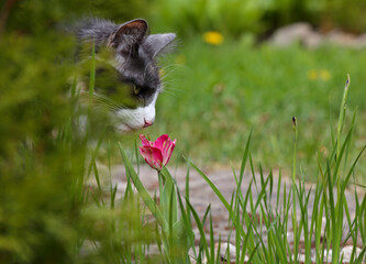 A norwegian forest cat female smelling tulip flower in garden