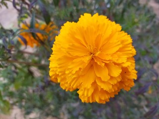 yellow flower of a calendula