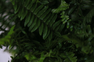 green fern leaves