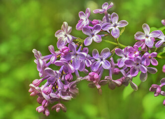 Fototapeta premium Flowers of fragrant lilac. Blurred lilac background. Selective focus .