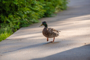 A Mallard duck walks down a sidewalk