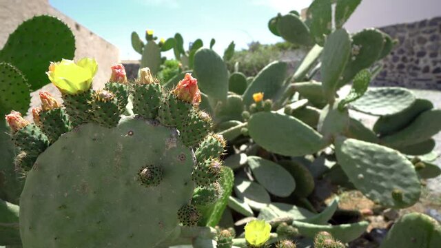 Decorative cactus flower near the house, Santorini, Greece