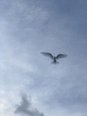 White tern in flight