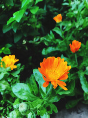 orange flower in the garden