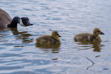 Two goslings are nudged along by an adult goose as they float on a lake
