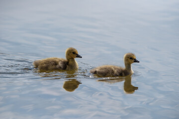 Two goslings swim in a lake