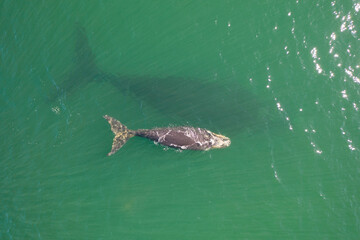 Overhead aerial view of a Southern Right Whale mom and her newborn calf off the coast of South Africa. 