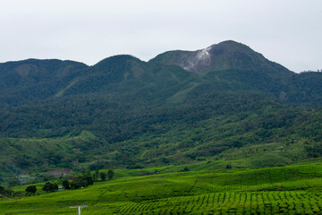 Fototapeta na wymiar Beautiful and beautiful countryside views with mountain and tea garden