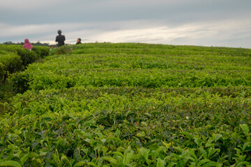Fototapeta na wymiar Tea gardens visited by happy families in a blurry setting