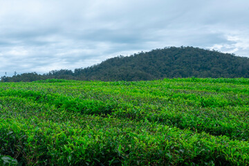 Fototapeta na wymiar Incredible views of the tea gardens in Alahan Panjang, Solok, West Sumatra, Indonesia, in the afternoon
