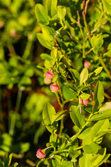 Blooming European blueberries (Vaccinium myrtillus) - Perennial wild plant with edible, healthy dark blue berries. Blueberry bushes in spring with interesting, round flowers.