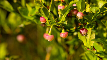 Blooming European blueberries (Vaccinium myrtillus) - Perennial wild plant with edible, healthy dark blue berries. Blueberry bushes in spring with interesting, round flowers.