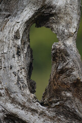 A dead tree bleached by the weather
