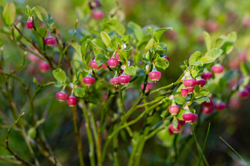 Fototapeta premium Blooming European blueberries (Vaccinium myrtillus) - Perennial wild plant with edible, healthy dark blue berries. Blueberry bushes in spring with interesting, round flowers.