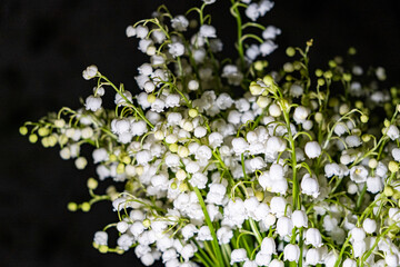 blooming lilies of the valley on a black background