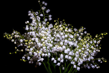 blooming lilies of the valley on a black background