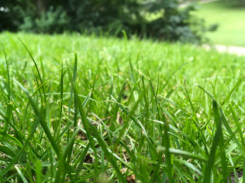 Macro picture of grass