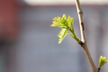 Young inflorescence of grapes on the vine close-up. Grape vine with young leaves and buds blooming on a grape vine in the vineyard. Spring buds sprouting/Sprout of Vitis vinifera, grape vine