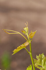 Vine with fresh fluffy young grape leaves in the vineyard background