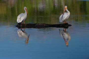 Two pelicans stand on opposite ends of a log in a still lake
