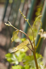 Small bunches of grapes on grape plant