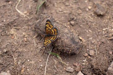 Una mariposa, encontrada en el cerro de la sierra de Tepotzotlán, México, parado en estiércol, en una hermosa tarde de subida.