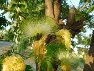 flowers of lebbek tree, flea tree, frywood, koko or woman's tongue tree