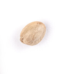 one hump seed macrophotography on white background